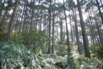 コミュニティビルダー協会ブログ～３月後半の気になったニュースから～