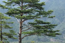 国産材利用　松について