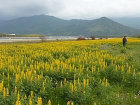 280px-Lupin_at_Kashiwabaru_Coast_Kagoshima_2012