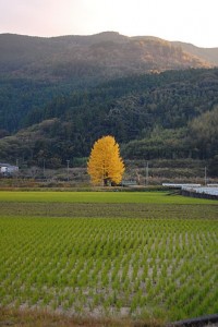 日高村1